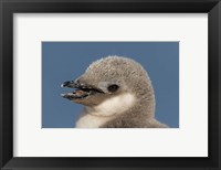 Framed Antarctica, Half Moon Island, Chinstrap penguin chick