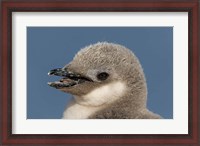 Framed Antarctica, Half Moon Island, Chinstrap penguin chick