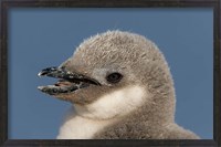 Framed Antarctica, Half Moon Island, Chinstrap penguin chick