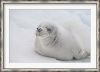 Framed Antarctica, White Crabeater seal on iceberg