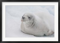 Framed Antarctica, White Crabeater seal on iceberg