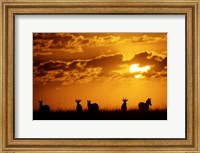 Framed Common Burchelli's Zebras and Topi, Masai Mara Game Reserve, Kenya