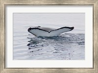 Framed Antarctica, Humpback whales in Southern Ocean