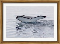 Framed Antarctica, Humpback whales in Southern Ocean