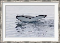 Framed Antarctica, Humpback whales in Southern Ocean