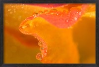 Framed Abstract of Flower Petal in Rain