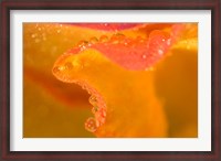 Framed Abstract of Flower Petal in Rain