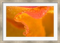 Framed Abstract of Flower Petal in Rain