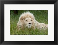 Framed African lion, Inkwenkwezi Private Game Reserve, East London, South Africa