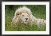 Framed African lion, Inkwenkwezi Private Game Reserve, East London, South Africa