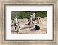 Framed African Penguin colony at Boulders Beach, Simons Town on False Bay, South Africa