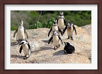 Framed African Penguin colony at Boulders Beach, Simons Town on False Bay, South Africa