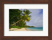 Framed Leaning palm. Anse-Source D'Argent Beach, Seychelles, Africa