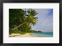 Framed Leaning palm. Anse-Source D'Argent Beach, Seychelles, Africa
