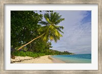 Framed Leaning palm. Anse-Source D'Argent Beach, Seychelles, Africa