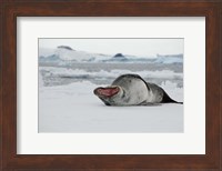 Framed Antarctica, Antarctic Sound, Leopard seal