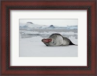 Framed Antarctica, Antarctic Sound, Leopard seal