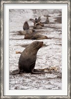 Framed Antarctica, Deception Island Antarctic fur seal
