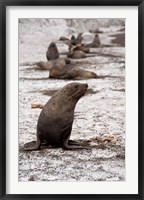 Framed Antarctica, Deception Island Antarctic fur seal