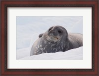 Framed Antarctica, Paradise Harbour, Fat Weddell seal