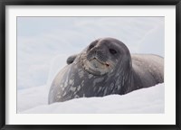 Framed Antarctica, Paradise Harbour, Fat Weddell seal