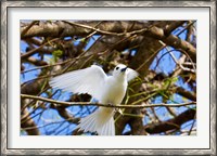 Framed Fairy Turn bird in Trees, Fregate Island, Seychelles