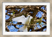 Framed Fairy Turn bird in Trees, Fregate Island, Seychelles