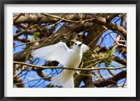 Framed Fairy Turn bird in Trees, Fregate Island, Seychelles