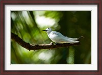 Framed Fairy Turns on Fregate Island, Seychelles