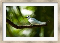 Framed Fairy Turns on Fregate Island, Seychelles