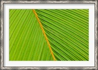 Framed Flora, Palm Frond on Fregate Island, Seychelles