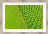 Framed Flora, Palm Frond on Fregate Island, Seychelles
