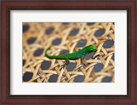 Framed Gecko lizard, Seychelles