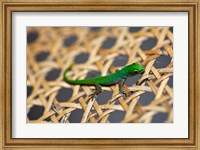 Framed Gecko lizard, Seychelles