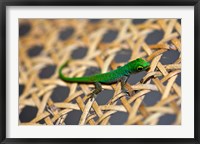 Framed Gecko lizard, Seychelles