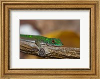 Framed Gecko lizard, La Digue Island, Seychelles, Africa