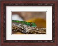 Framed Gecko lizard, La Digue Island, Seychelles, Africa