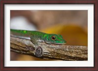 Framed Gecko lizard, La Digue Island, Seychelles, Africa