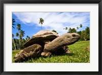 Framed Giant Tortoise on Fregate Island, Seychelles
