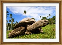 Framed Giant Tortoise on Fregate Island, Seychelles