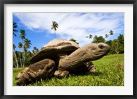 Framed Giant Tortoise on Fregate Island, Seychelles