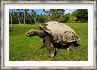 Framed Giant Tortoise, Seychelles