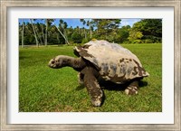 Framed Giant Tortoise, Seychelles