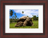 Framed Close Up of Giant Tortoise, Seychelles