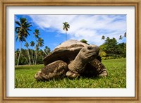 Framed Close Up of Giant Tortoise, Seychelles