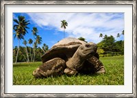 Framed Close Up of Giant Tortoise, Seychelles