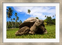 Framed Close Up of Giant Tortoise, Seychelles