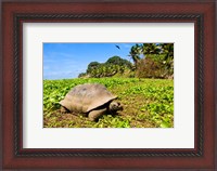 Framed Giant Tortoise in a field, Seychelles