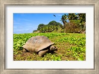 Framed Giant Tortoise in a field, Seychelles