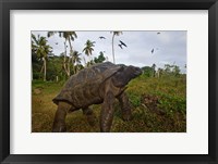 Framed Giant Tortoise, Fregate Island, Seychelles
